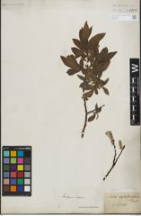 Foto von Salix lapponum L. x Salix silesiaca Willd.